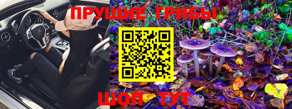 Псилоцибиновые грибы Cubensis Буйнакск